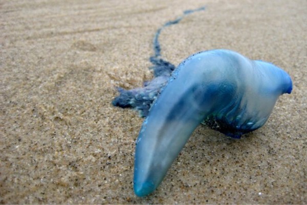 Bluebottle jellyfish on the beach