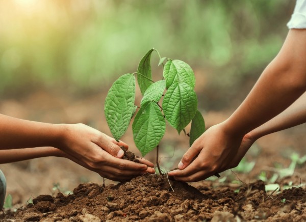 Hands of couple planting a tree