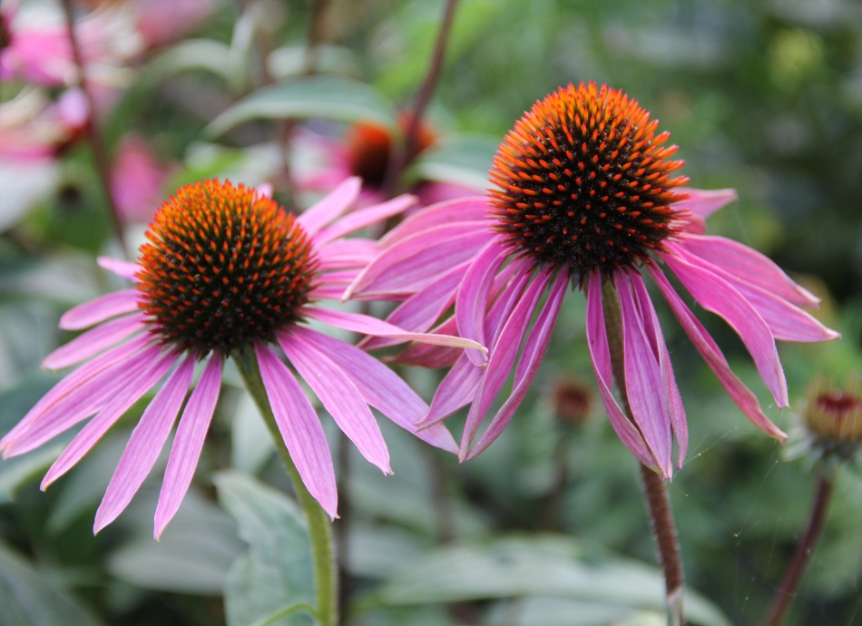 Echinacea flowers