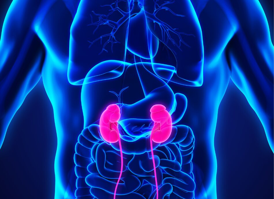 Location of kidneys graphic