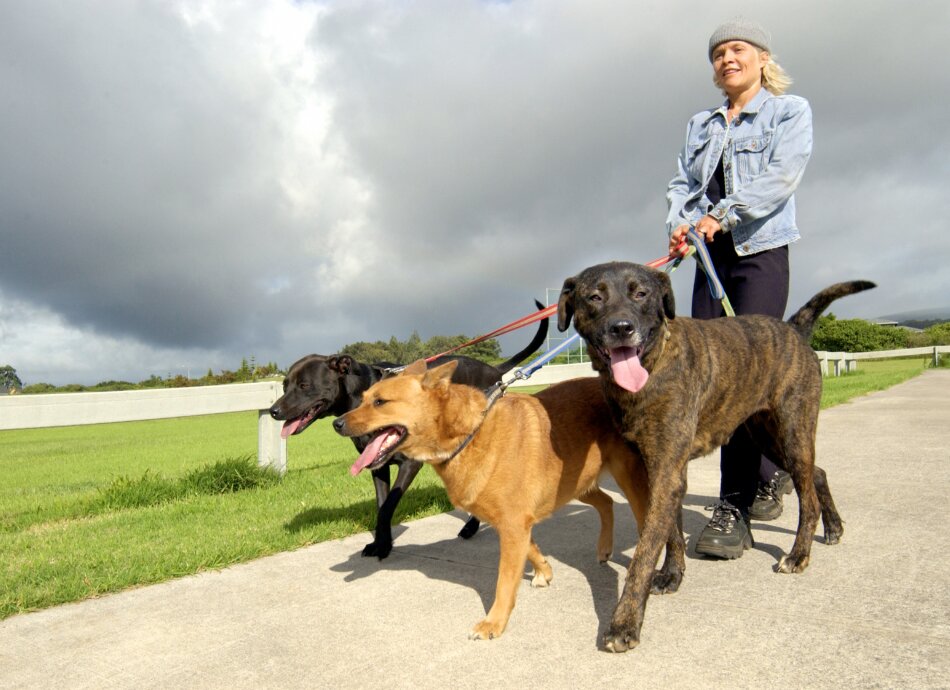 Woman walking three dogs