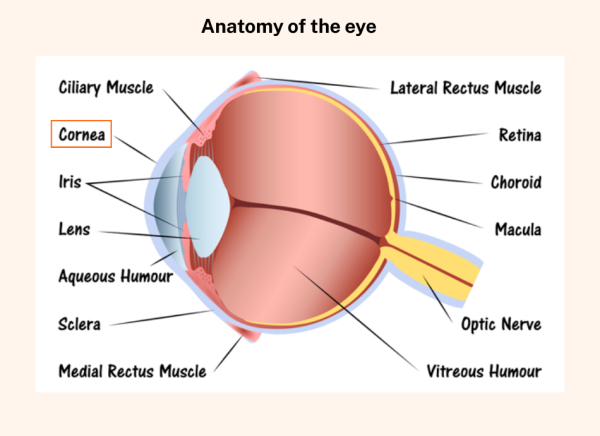 Anatomy of the eye with cornea highlighted
