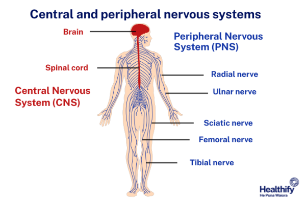 Central and peripheral nervous systems