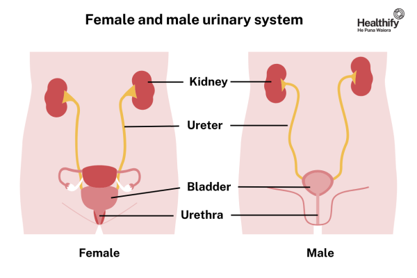 Male and female urinary systems