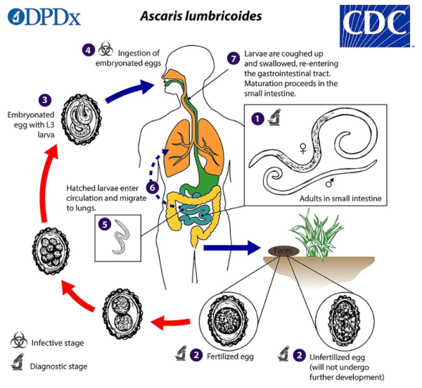 Lifecycle of roundworms