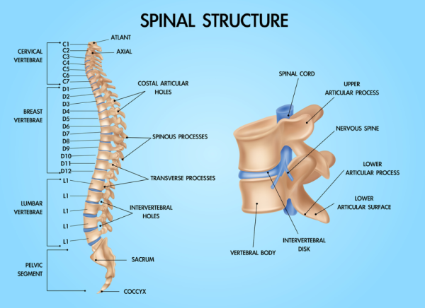 Labelled image of spine structure