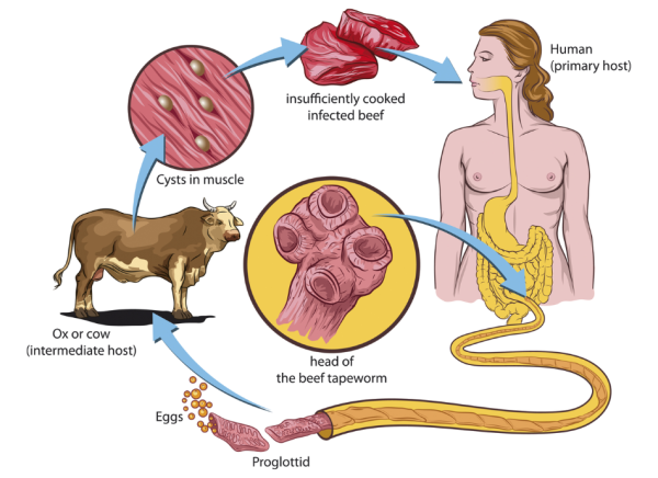 Lifecycle of the tapeworm
